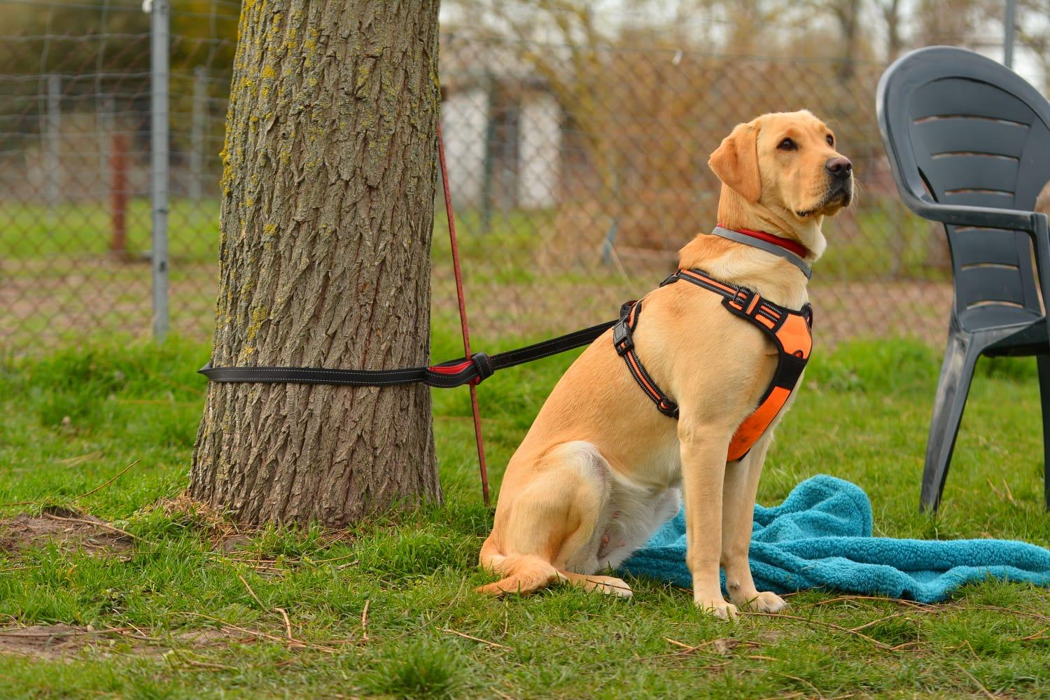 Hundeplatz Wulferstedt